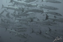 endless school of barracuda twirling, the b/w brings thei... by Adriano Trapani 